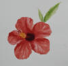 hibiscus (2)